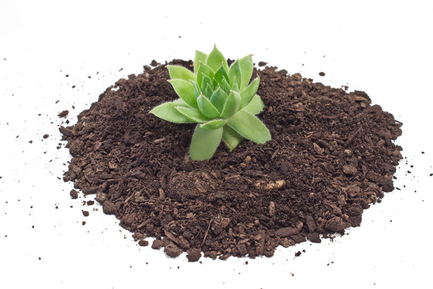 Humus pila de suelo con la planta Houseleek aislado en blanco
 - Foto, imagen