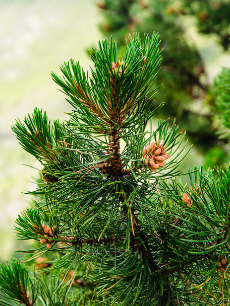 branch of pine with pine needles and pine cones - Photo, Image