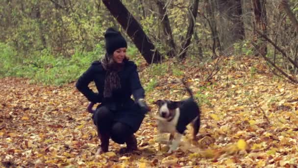 Mulher bonita está brincando com o cachorro inglês bull terrier no parque de outono
. - Filmagem, Vídeo