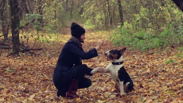 Hermosa mujer está jugando con inglés bull terrier cachorro en el parque de otoño
. - Metraje, vídeo