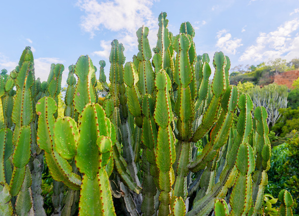 Südafrikanischer Kaktus - Foto, Bild