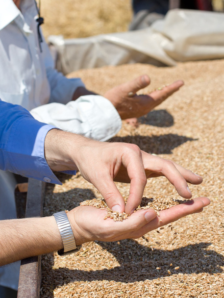 Granos de trigo en palma humana
 - Foto, Imagen