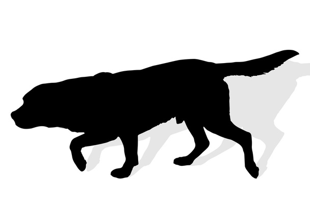 černá silueta psa - Vektor, obrázek