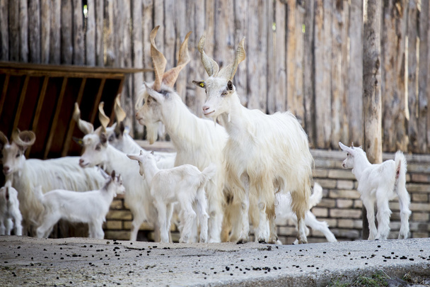 Herd of Girgentana domestic goats with kids - Photo, Image
