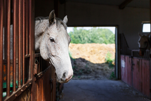 cavalo branco no estábulo - Foto, Imagem