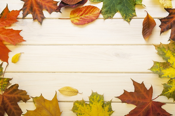 autumn leaf - Foto, Bild