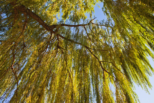 Leaves of willow at sunset - Photo, image