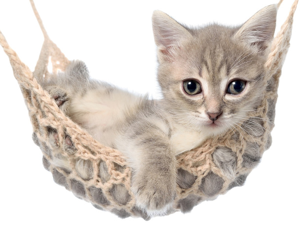 ハンモックで寝ているかわいい紋子猫 - 写真・画像