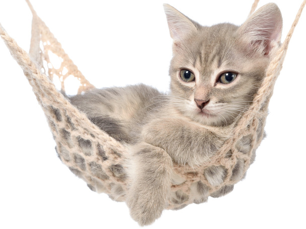 ハンモックで寝ているかわいい紋子猫 - 写真・画像
