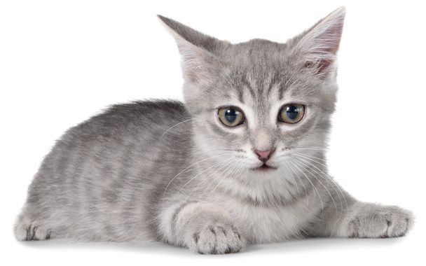 Británico taquigrafía tabby gatito laico aislado
 - Foto, imagen