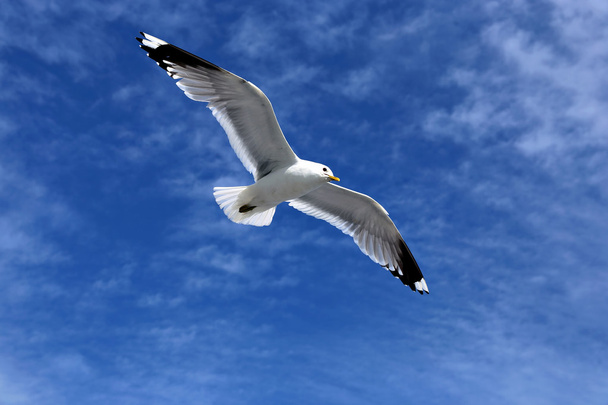 Mediterranean white seagull - Fotoğraf, Görsel
