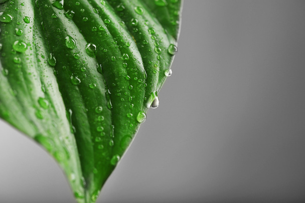 Green leaf with droplets - Foto, Imagen