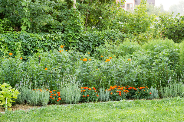 jardin d'été, planté d'asters, soucis hauts et bas, échelle
 - Photo, image