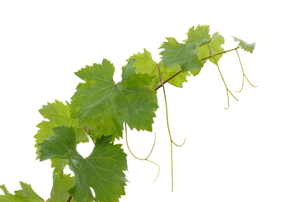 Вино виноградне листя
 - Фото, зображення