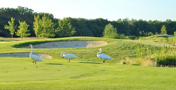Білі лебеді на зеленій траві
 - Фото, зображення