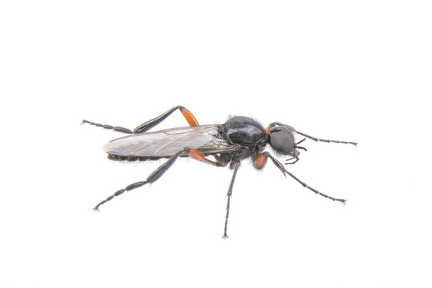 Fliege mit langen Füßen auf weißem Hintergrund - Foto, Bild