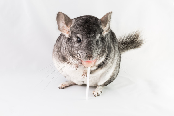 Chinchilla eating lollipop - Photo, Image