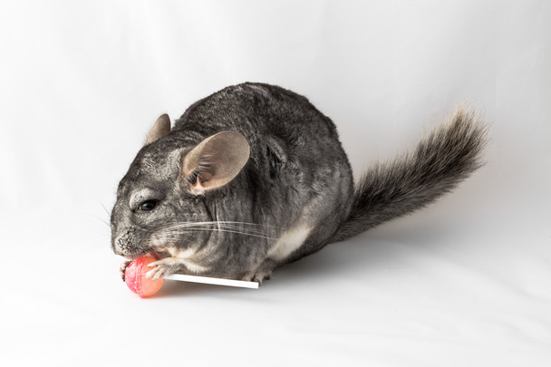 Chinchilla syö tikkaria
 - Valokuva, kuva