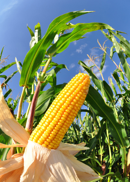 Campo de maíz
 - Foto, Imagen