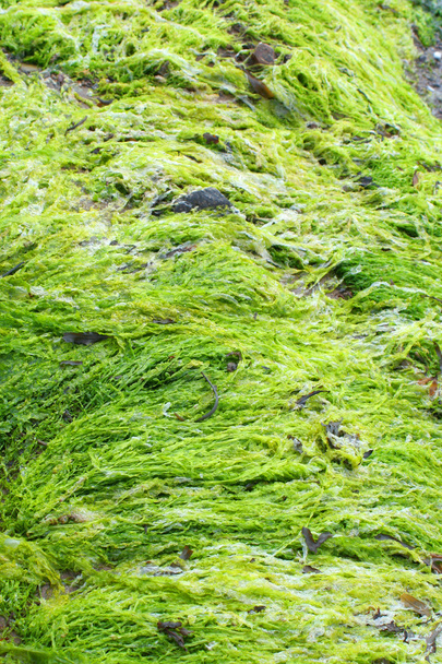 Kirkkaan vihreä merilevä
 - Valokuva, kuva