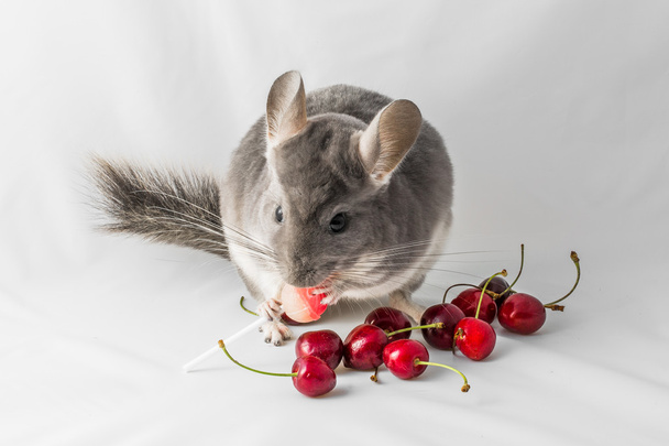 Chinchilla comiendo cerezas rojas
 - Foto, Imagen