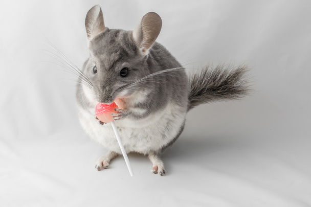 Chinchilla syö tikkari
 - Valokuva, kuva