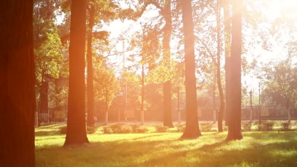 Piękne promienie słoneczne mogły przedostać przez drzewa - Materiał filmowy, wideo