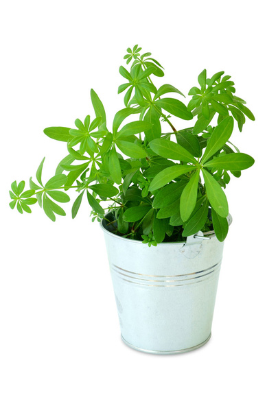 A metal bucket with woodruff plant - Photo, Image