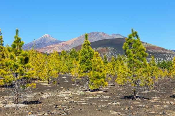 Pico Viejo και El Teide, το El Teide εθνικό πάρκο, Τενερίφη, Κανάριοι Νήσοι, Ισπανία  - Φωτογραφία, εικόνα
