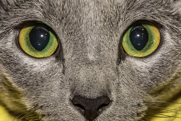 Olhos de gato - Foto, Imagem