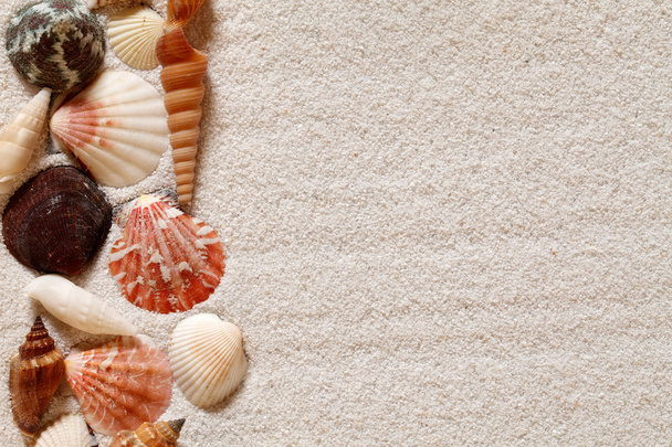 Seashells Background - Photo, Image