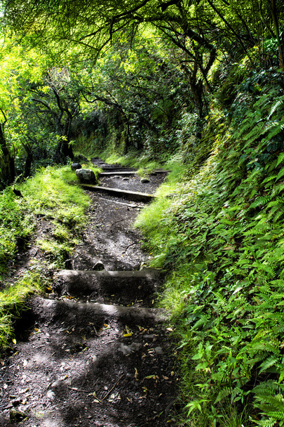Hiking trail in Hawaii - Foto, afbeelding