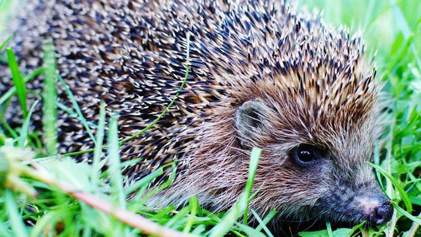 hedgehog - Photo, Image