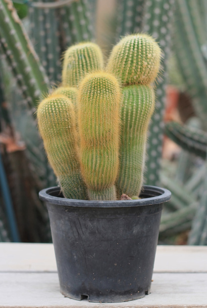 Various cactus plants, selective focus - Photo, Image