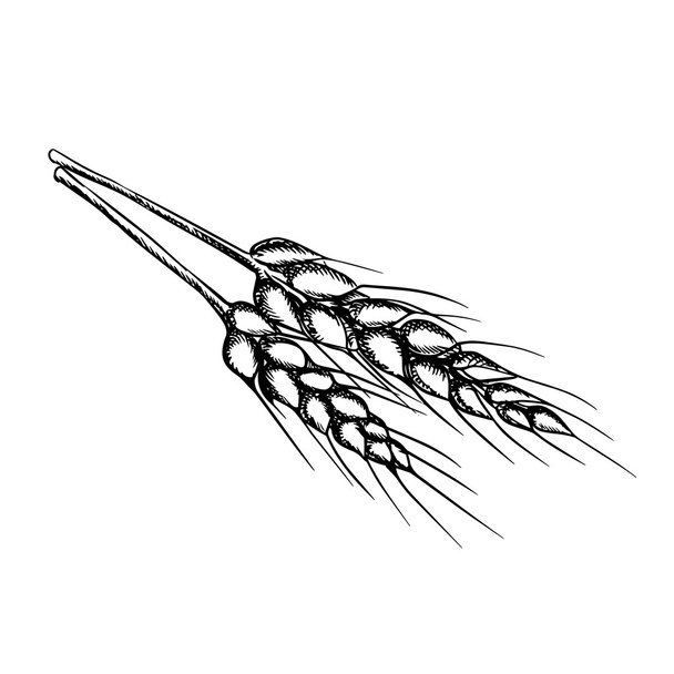 Schets van tarweoren met rijpe korrels - Vector, afbeelding