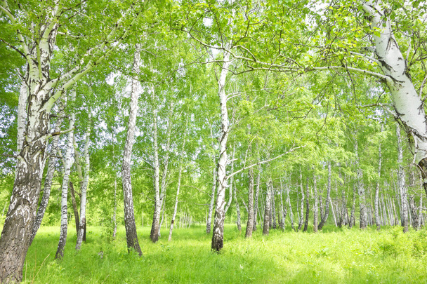 Forêt de bouleaux
 - Photo, image