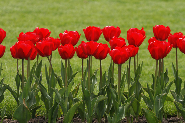 春の赤いチューリップ - 写真・画像