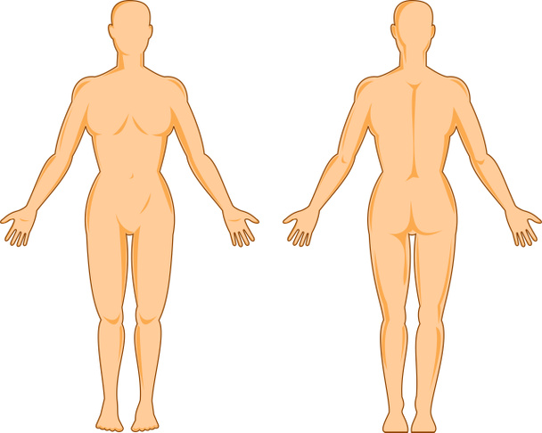 anatomia umana maschile in piedi - Foto, immagini