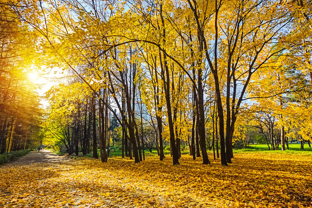 Sunny autumn park - Φωτογραφία, εικόνα