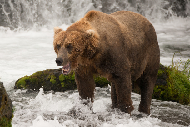 Brown bear yawns beside green mossy rock - Photo, Image