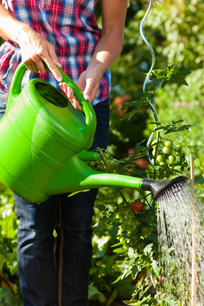 Gardening in summer - woman watering plants - Fotografie, Obrázek