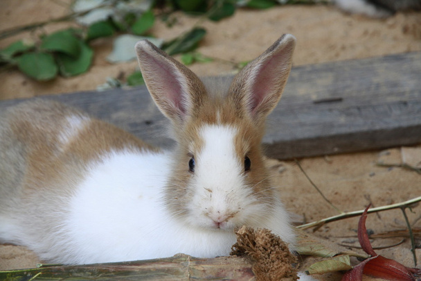 кролик у храмі
 - Фото, зображення
