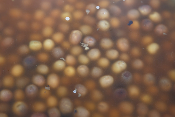 оливки в заповіднику з ринку
 - Фото, зображення