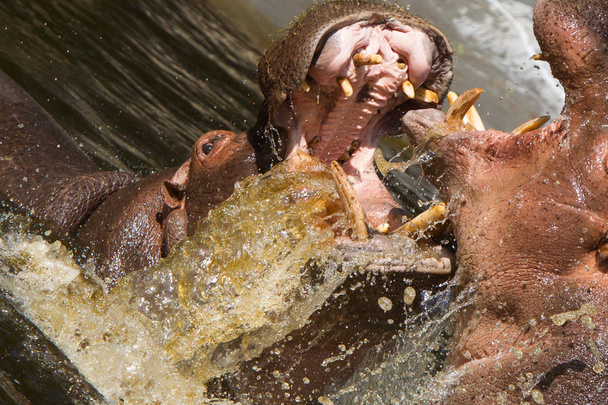 δύο αγωνίζονται ιπποπόταμοι (amphibius Hippopotamus) - Φωτογραφία, εικόνα
