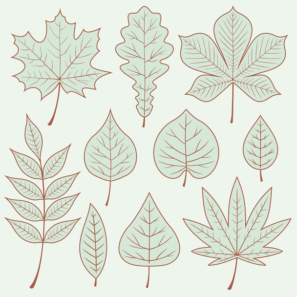 Kolekcja jesiennych liści - Wektor, obraz