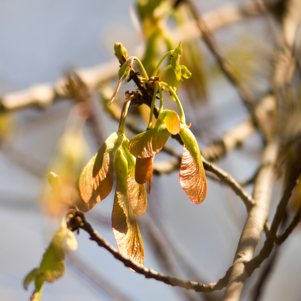 Akçaağaç yaprakları ve kanatlı meyve samara ağaç çiçek - Fotoğraf, Görsel