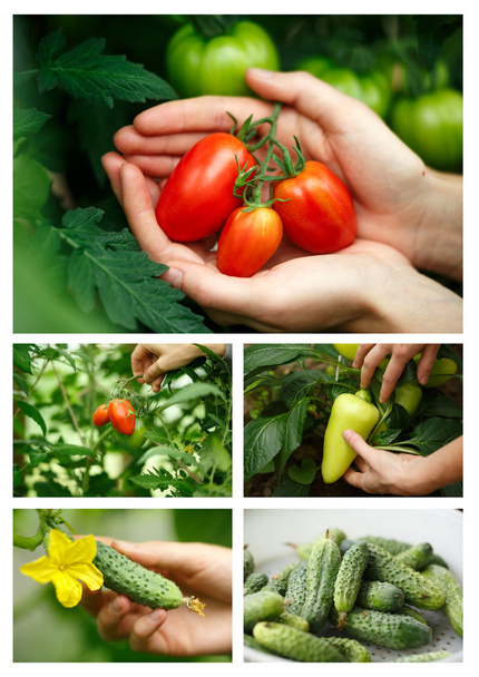 野菜の収穫 - 写真・画像