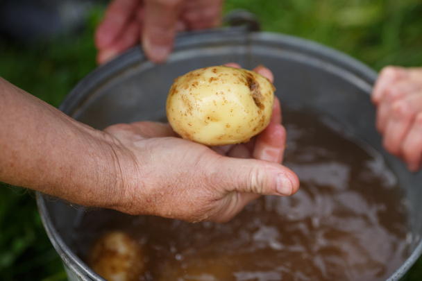 Уборка картофеля
 - Фото, изображение