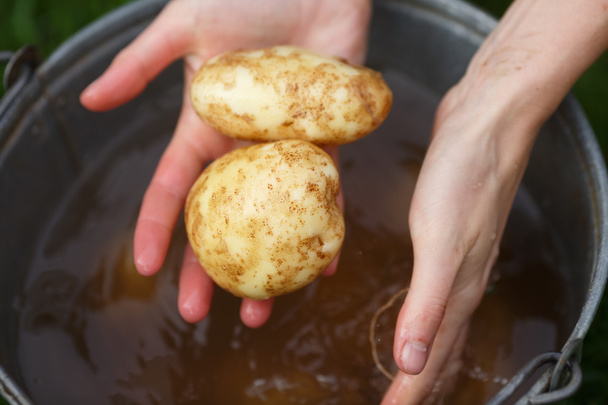 aardappel oogsten - Foto, afbeelding