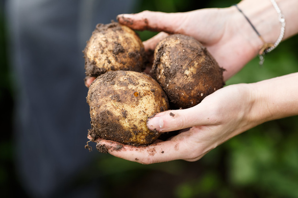 Potato harvesting - Foto, Bild